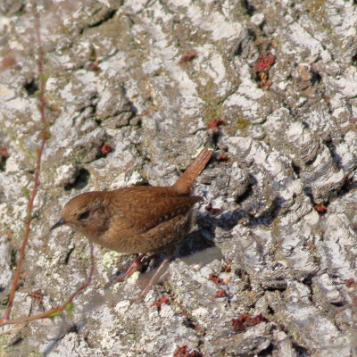 Winter Wren