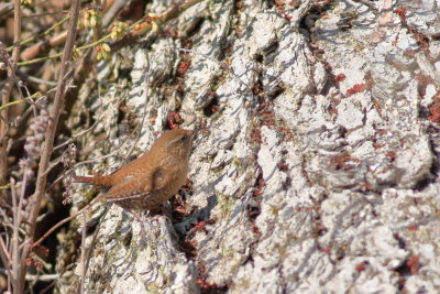 Winter Wren