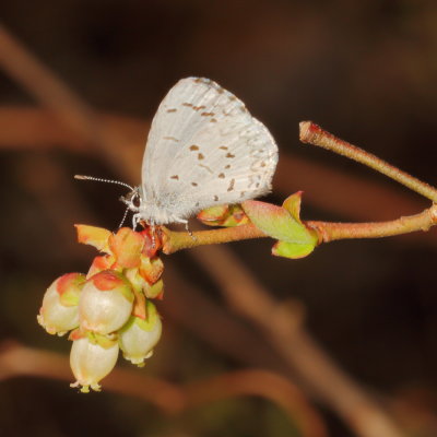 Spring Azure