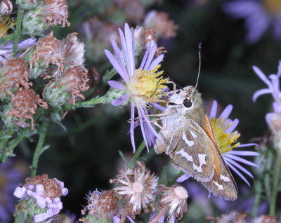 Western Branded Skipper