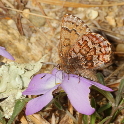 Eastern Pine Elfin