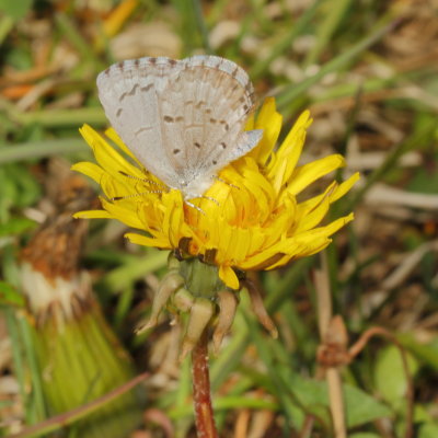 Spring Azure