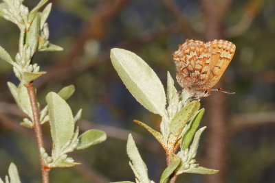 Eastern Pine Elfin