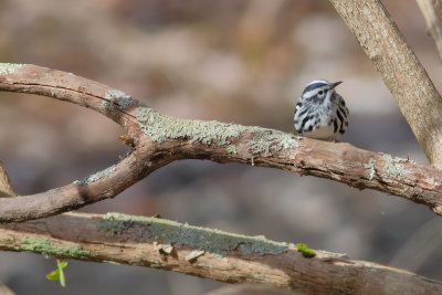 Black-and-white Warbler ♂