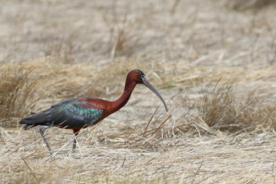 Glossy Ibis