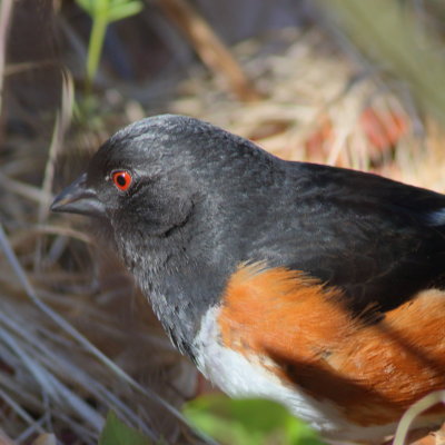 Eastern Towhee ♂