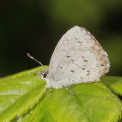 Spring Azure