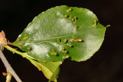 Eriophyes cerasicrumena * Black Cherry Leaf Gall Mite