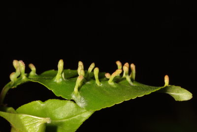 Eriophyes cerasicrumena * Black Cherry Leaf Gall Mite