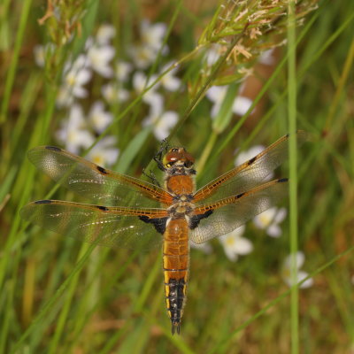 Four-spotted Skimmer