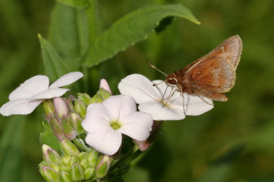Dusted Skipper