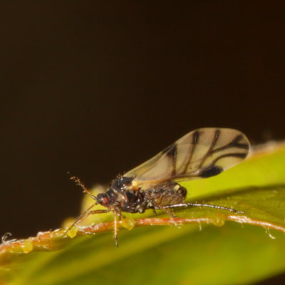 Subfamily Chaitophorinae 