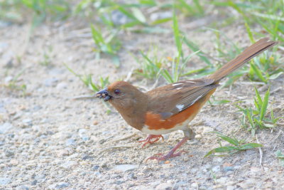 Eastern Towhee ♀
