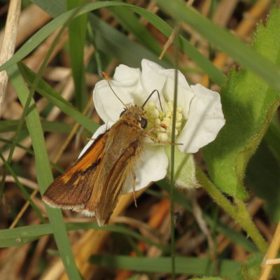 Tawny-edged Skipper ♂