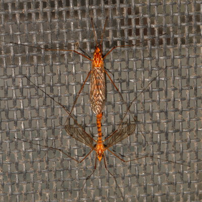 Nephrotoma ♂ & ♀
