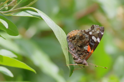 Red Admiral