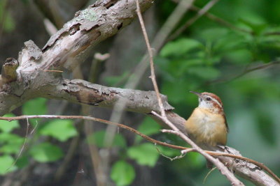 Carolina Wren