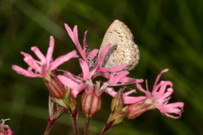 Spring Azure