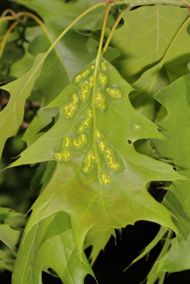 Melikaiella ostensackeni