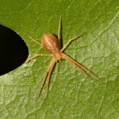 Genus Philodromus