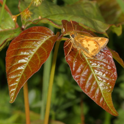 Peck's Skipper