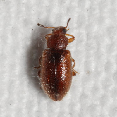 Subfamily Lagriinae : Long-jointed Beetles