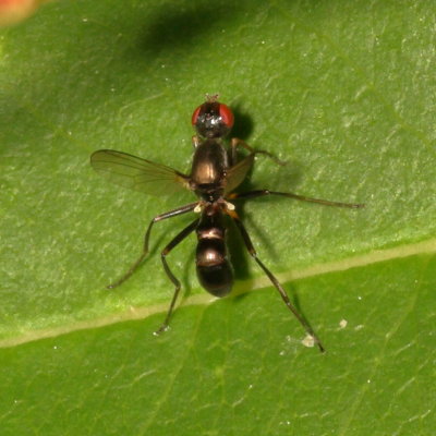 Sepsidae : Black Scavenger Flies