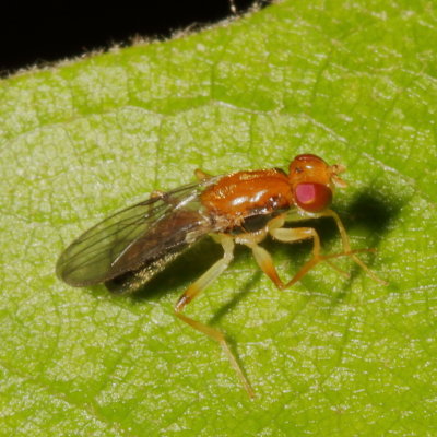 Psilidae : Rust Flies