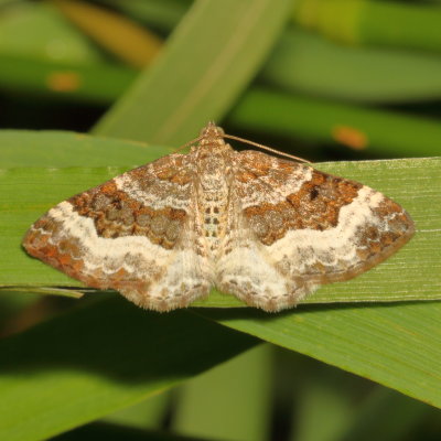 Hodges#7394 * White-banded Toothed Carpet * Epirrhoe alternata