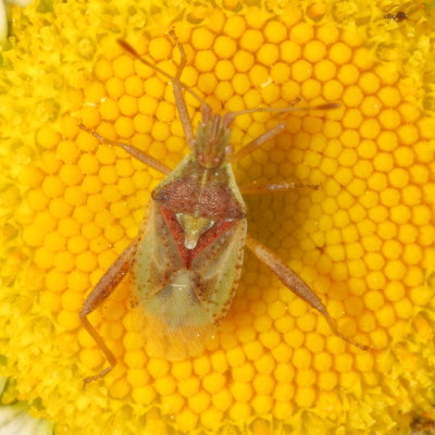 Rhopalidae : Scentless Plant Bugs