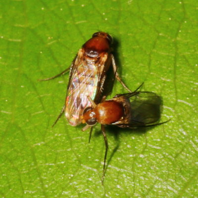 Phoridae * Scuttle Flies