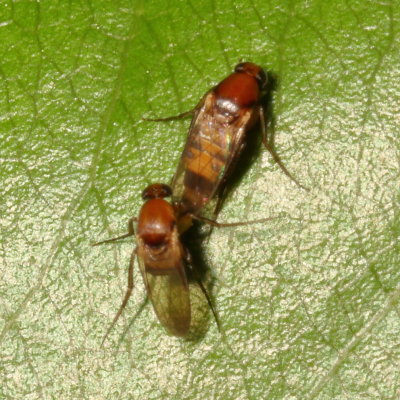 Phoridae * Scuttle Flies