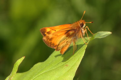 Zabulon Skipper ♂