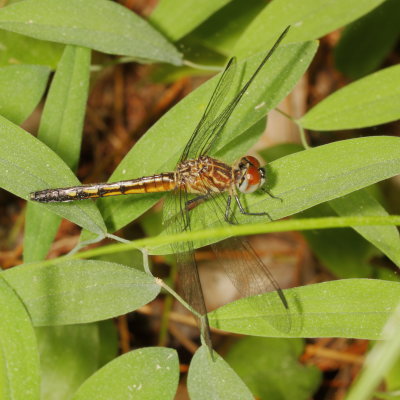 Blue Dasher ♀
