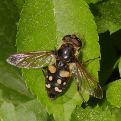 Sericomyia lata * White-spotted Pond Fly