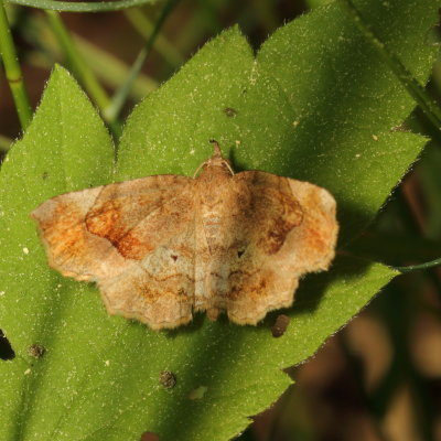 Hodges#8490 * Decorated Owlet * Pangrapta decoralis