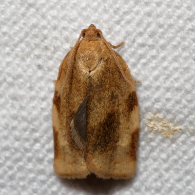 Hodges#3632 * Broken-banded Leafroller * Choristoneura fractivittana