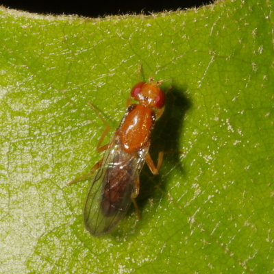 Chyliza apicalis