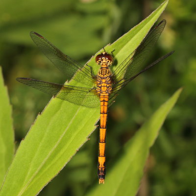 Seaside Dragonlet ♀
