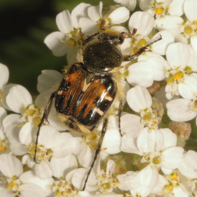 Trichiotinus affinis * Hairy Flower Scarab