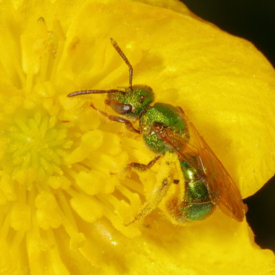 Augochlorella aurata * Golden Green Sweat Bee