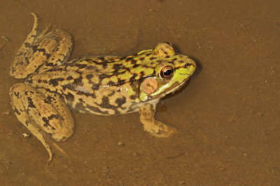 Green Frog