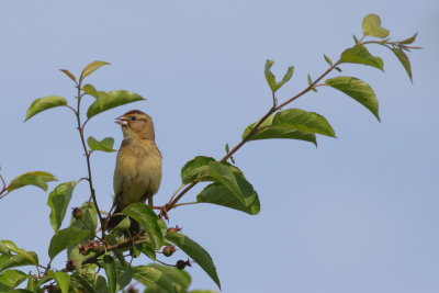 Bobolink ♀