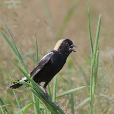 Bobolink ♂