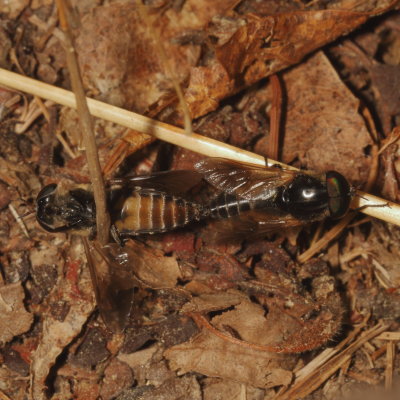 Hybomitra hinei mating