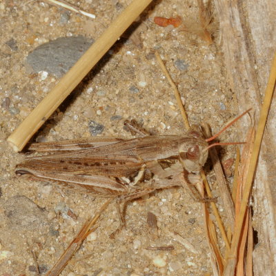 Genus Melanoplus ♀