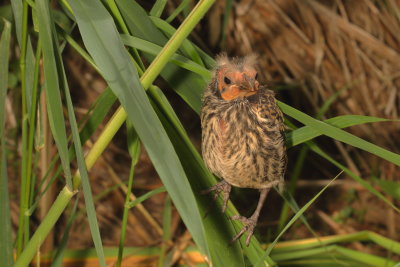 Red-winged Blackbird fledgling.