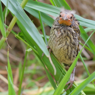 Red-winged Blackbird fledgling.