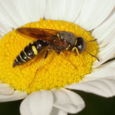 Philanthus bilunatus