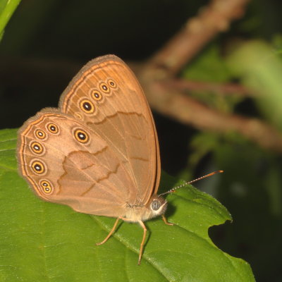 Appalachian Brown